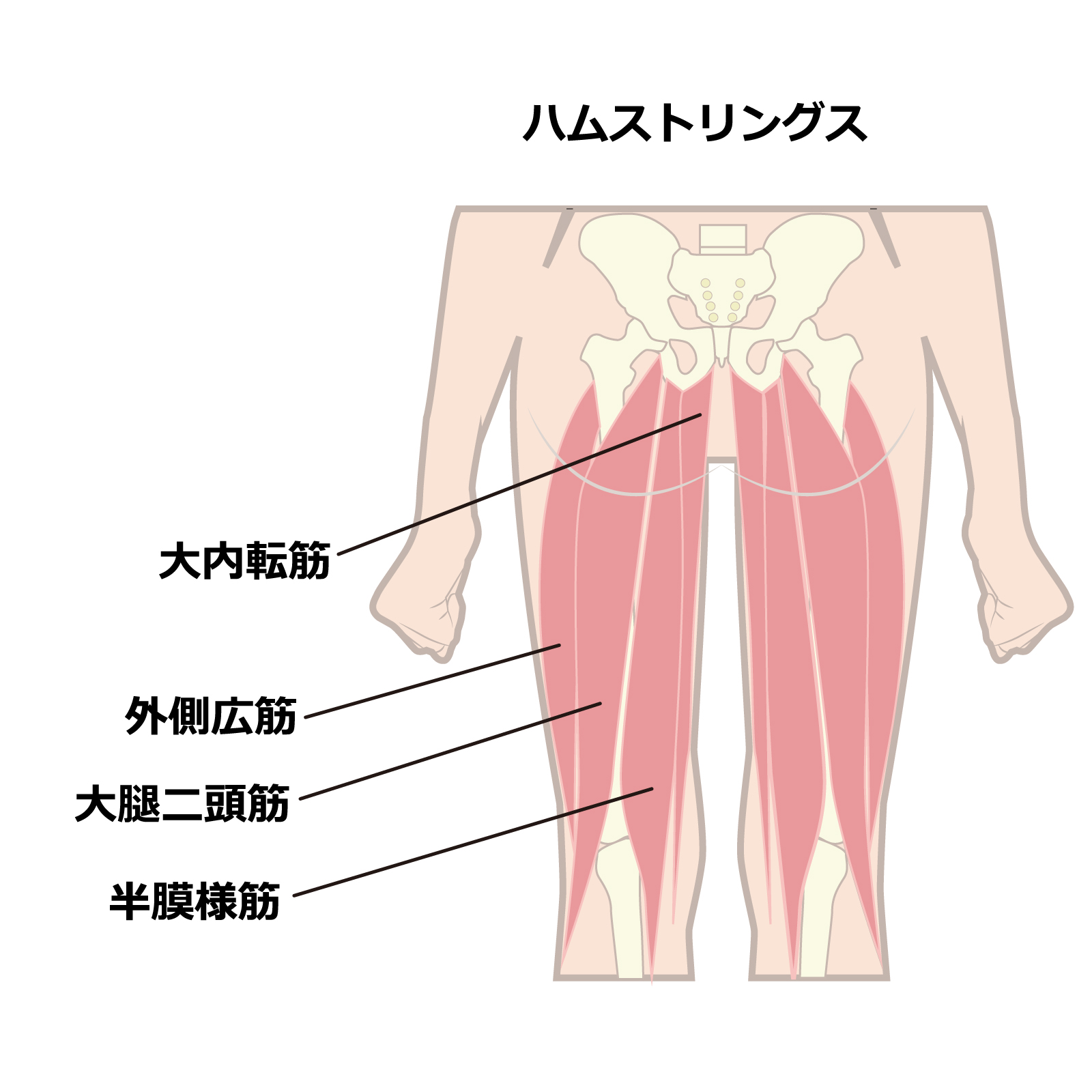 ハムストリングの図解